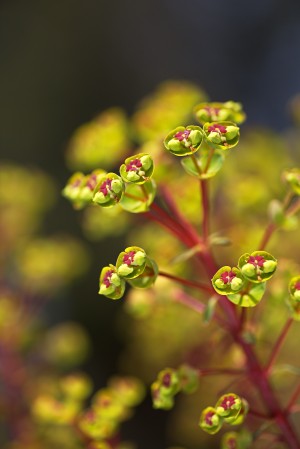 Green Flowers with Red Hearts
